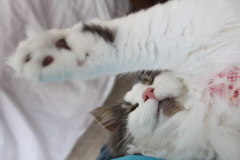 cecilia088 cat photo088