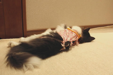 cat photo092