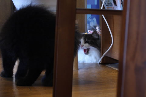 cat photo cecilia101