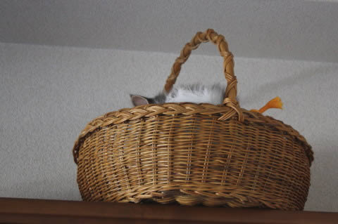 cecilia103 cat photo cecilia103