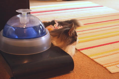 cat photo cecilia105