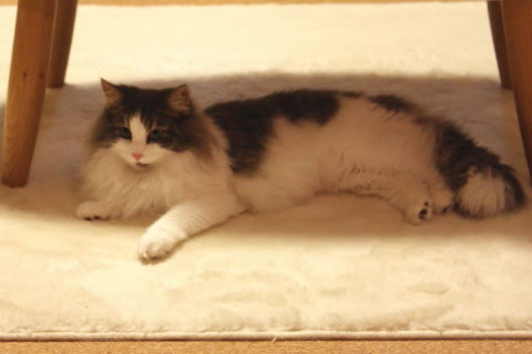 cat photo cecilia107