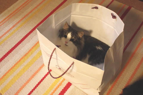 cat photo cecilia111