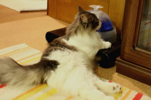 cat photo cecilia112