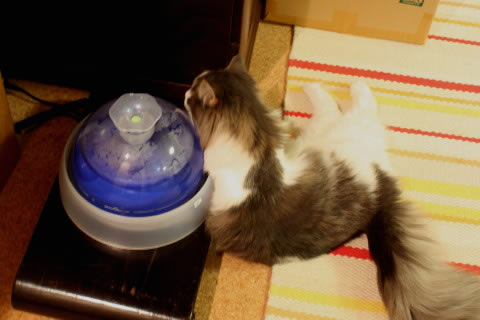 cecilia113 cat photo cecilia113