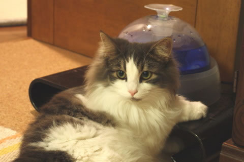 cecilia114 cat photo cecilia114