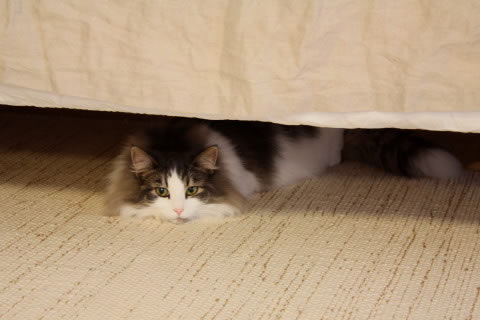 cat photo cecilia115