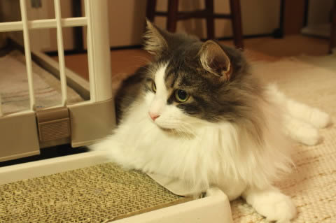 cat photo cecilia118