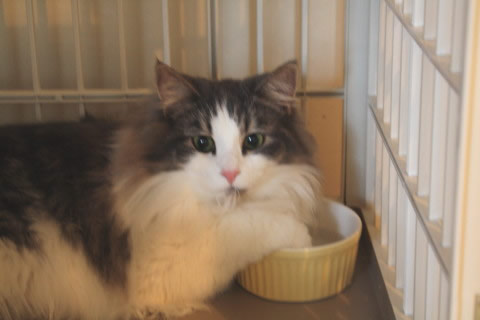 cat photo cecilia119