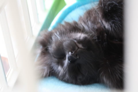 neo004 cat photo neo004