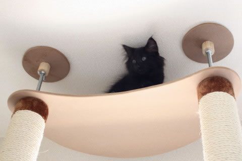 neo005 cat photo neo005