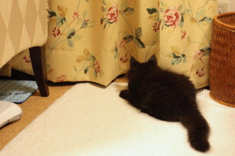 neo006 cat photo neo006