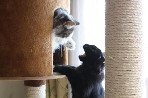 cat025 cat photo 025