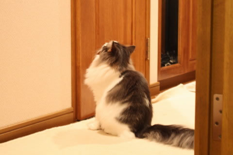 cat photo cecilia121