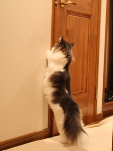 cat photo cecilia122