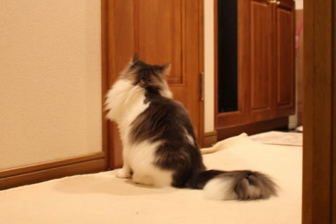 cat photo cecilia123