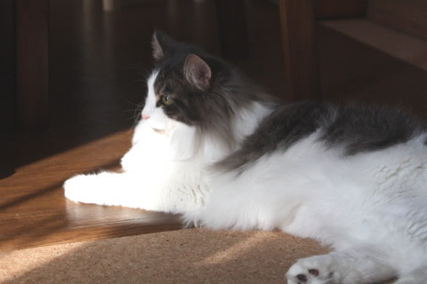 cat photo cecilia124