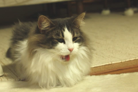 cat photo cecilia125