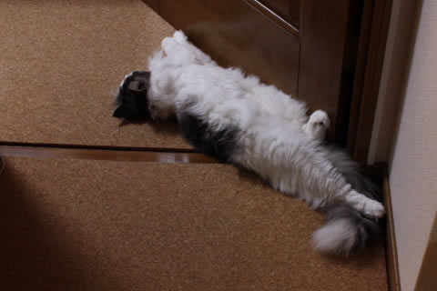 cat photo cecilia126