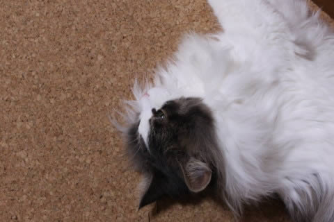 cat photo cecilia127