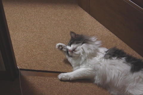 cat photo cecilia128