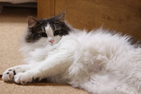 cat photo cecilia129