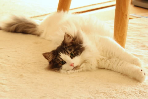 cat photo cecilia130