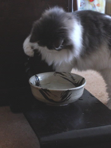 cat photo cecilia131