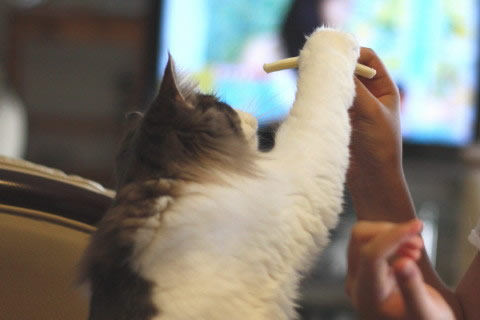 cecilia135 cat photo cecilia135