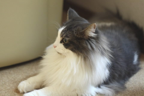 cat photo cecilia136