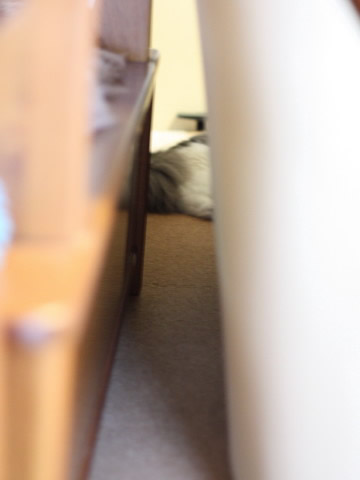 cat photo cecilia137