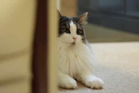 cat photo cecilia138