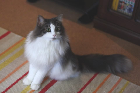 cat photo cecilia139