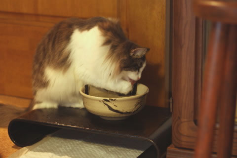 cat photo cecilia140