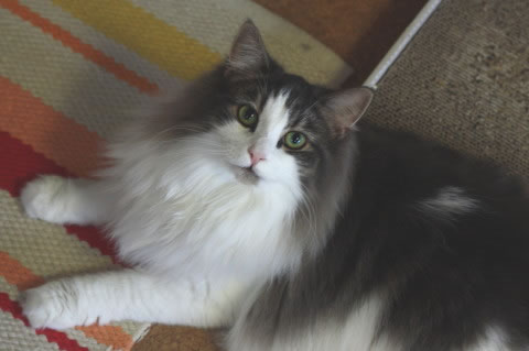 cat photo cecilia141