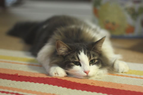 cecilia142 cat photo cecilia142