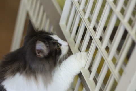 cat photo cecilia143