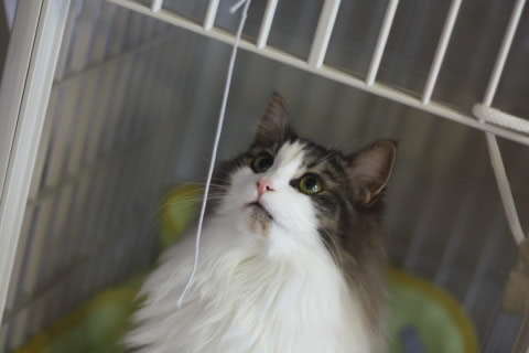 cat photo cecilia144