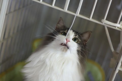 cat photo cecilia145