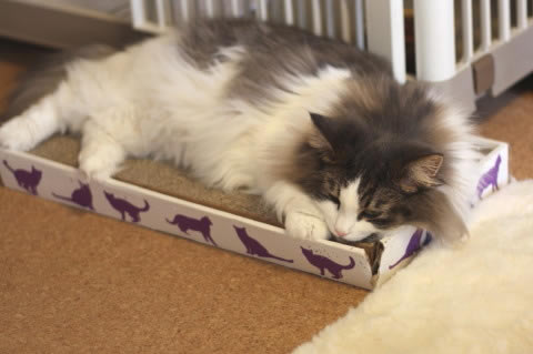 cat photo cecilia146