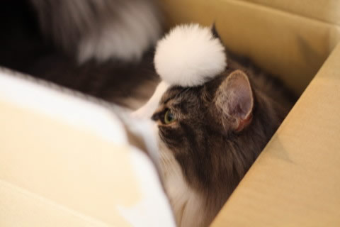 cat photo cecilia148