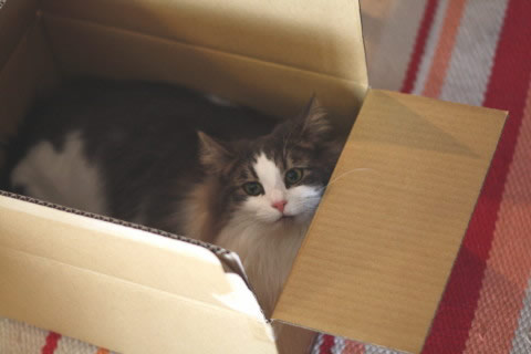 cat photo cecilia149