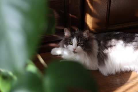 cat photo cecilia150