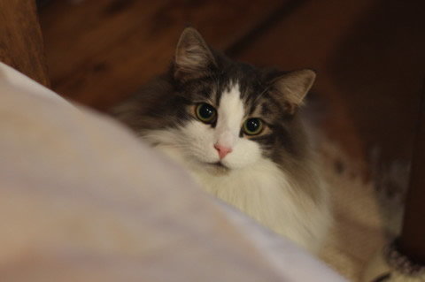 cat photo cecilia151