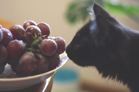 neo037 cat photo neo037