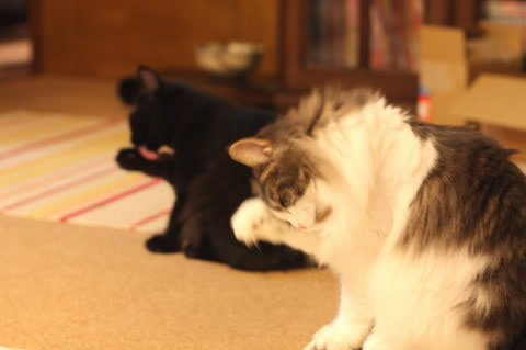 cat photo 030