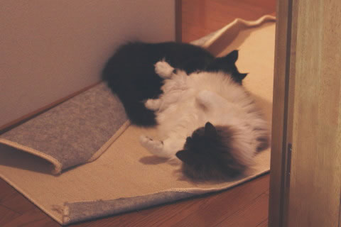 cat photo 035
