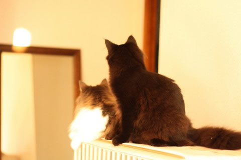 cat photo 043