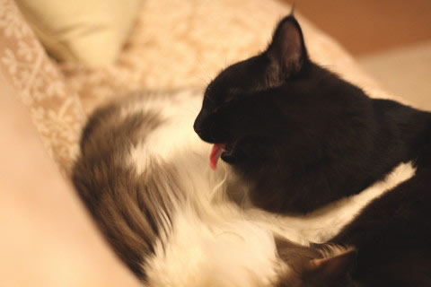 cat photo 044