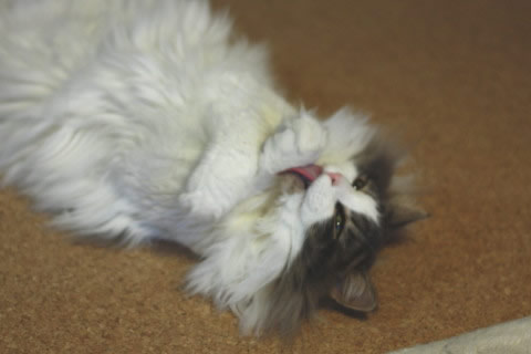 cat photo cecilia153